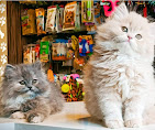 Persian & Exotic Kittens